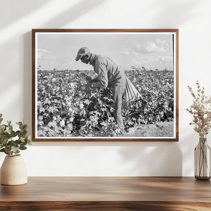 Migratory Field Workers Cotton Picking California 1938 - Available at KNOWOL