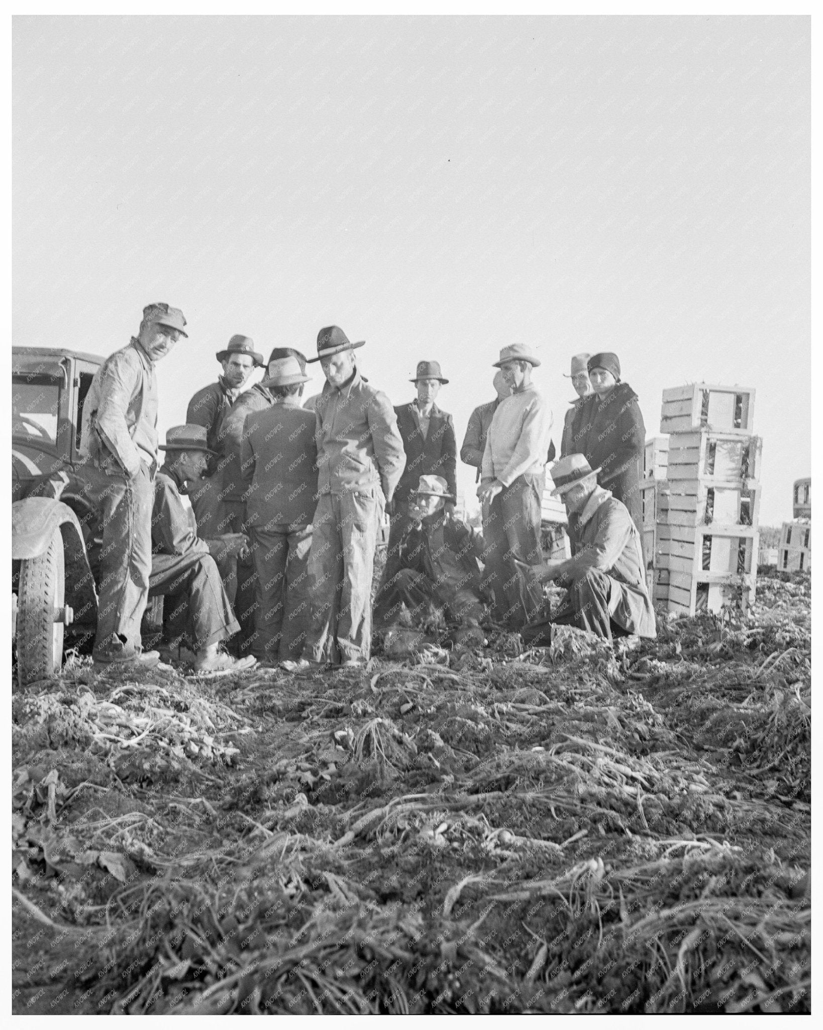 Migratory Field Workers in California Carrot Field February 1939 - Available at KNOWOL