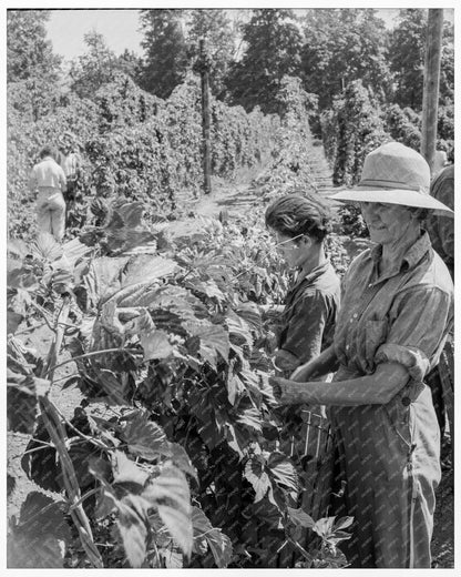 Migratory Field Workers in Hop Field Independence Oregon August 1939 - Available at KNOWOL