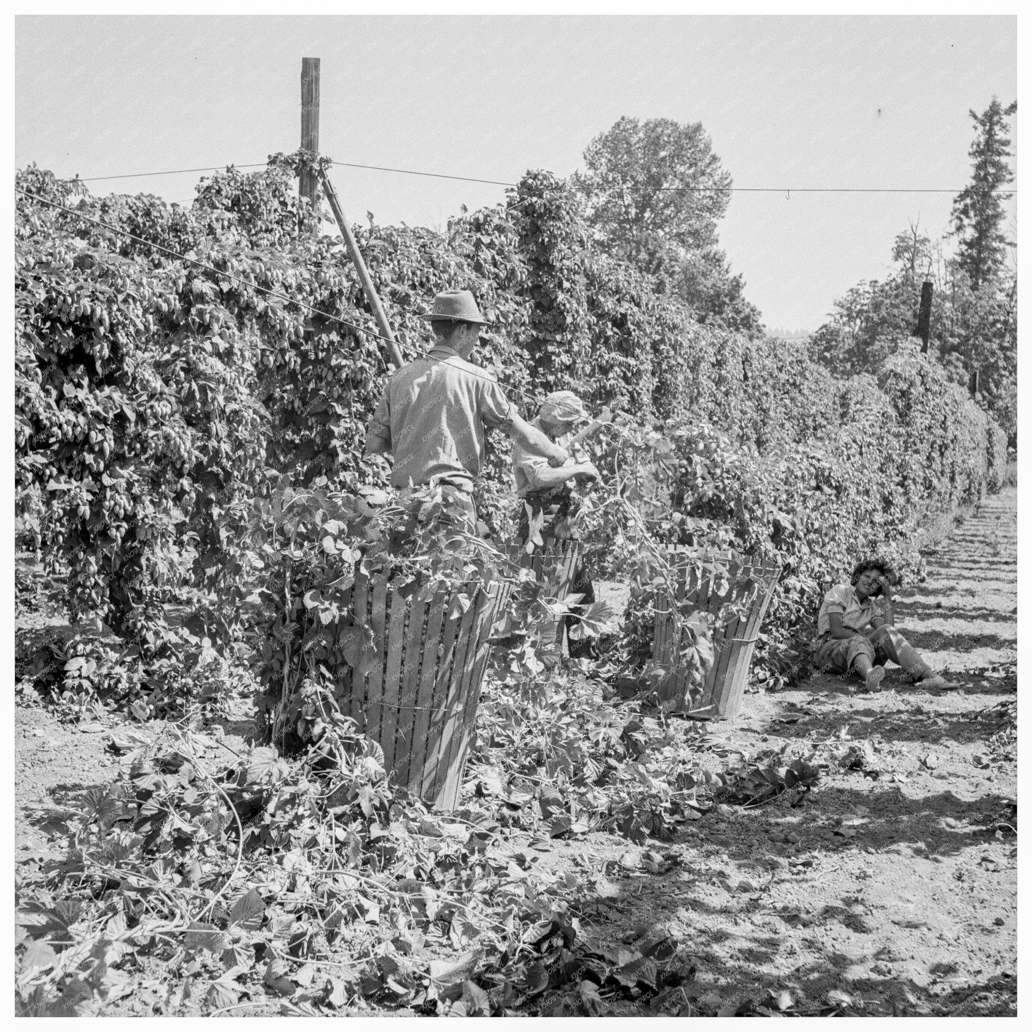 Migratory Field Workers in Oregon Hop Field 1939 - Available at KNOWOL