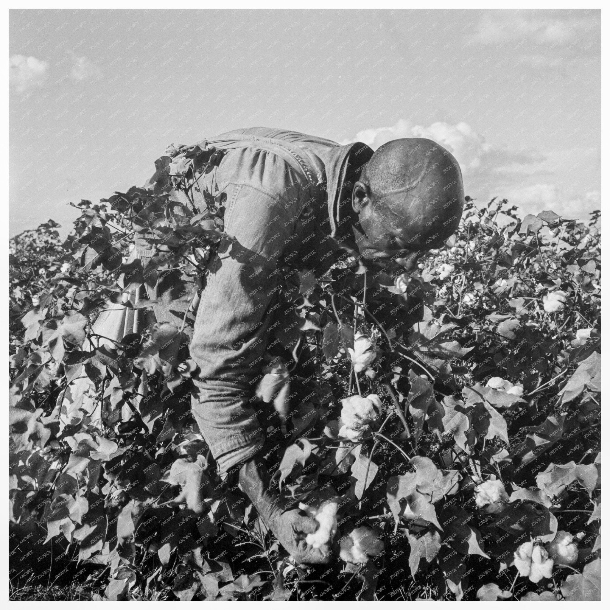 Migratory Field Workers Picking Cotton California 1938 - Available at KNOWOL