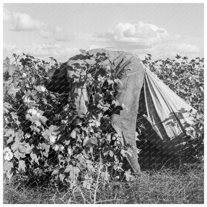 Migratory Field Workers Picking Cotton in California 1938 - Available at KNOWOL