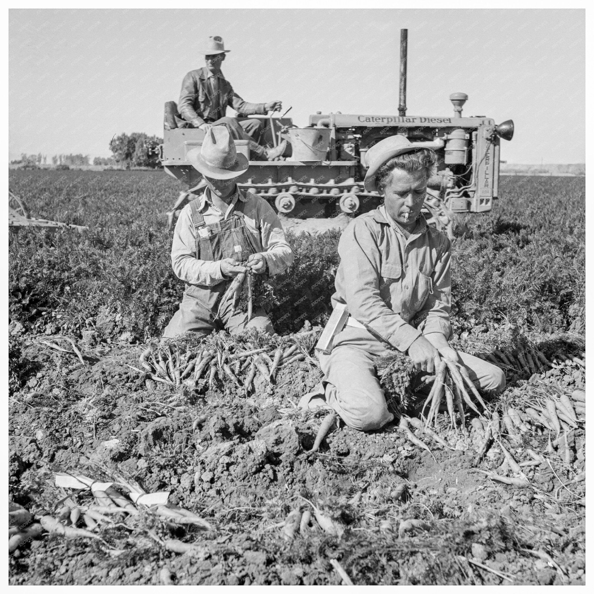 Migratory Field Workers Pulling Carrots California 1939 - Available at KNOWOL