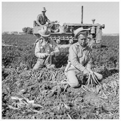 Migratory Field Workers Pulling Carrots California 1939 - Available at KNOWOL