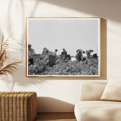 Migratory Laborers Harvesting Peas Nipomo California 1937 - Available at KNOWOL