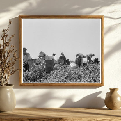 Migratory Laborers Harvesting Peas Nipomo California 1937 - Available at KNOWOL