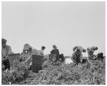 Migratory Laborers Harvesting Peas Nipomo California 1937 - Available at KNOWOL