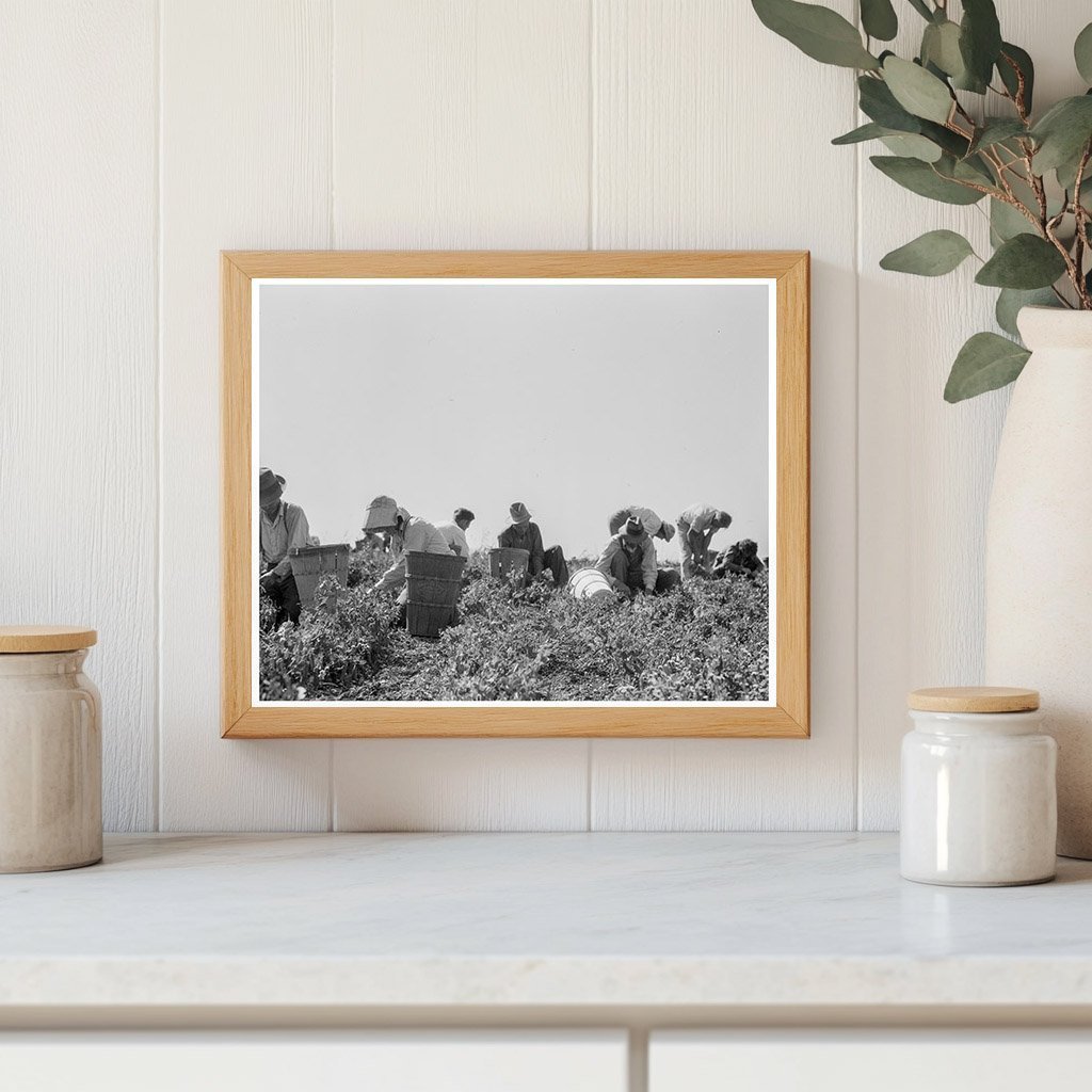 Migratory Laborers Harvesting Peas Nipomo California 1937 - Available at KNOWOL