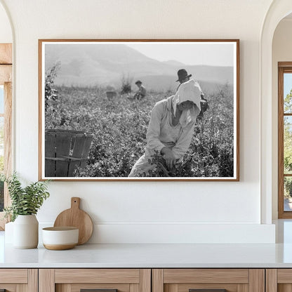 Migratory Workers Harvesting Peas in Nipomo 1937 - Available at KNOWOL