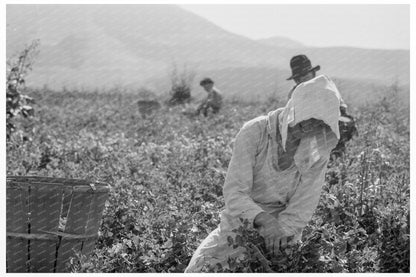 Migratory Workers Harvesting Peas in Nipomo 1937 - Available at KNOWOL