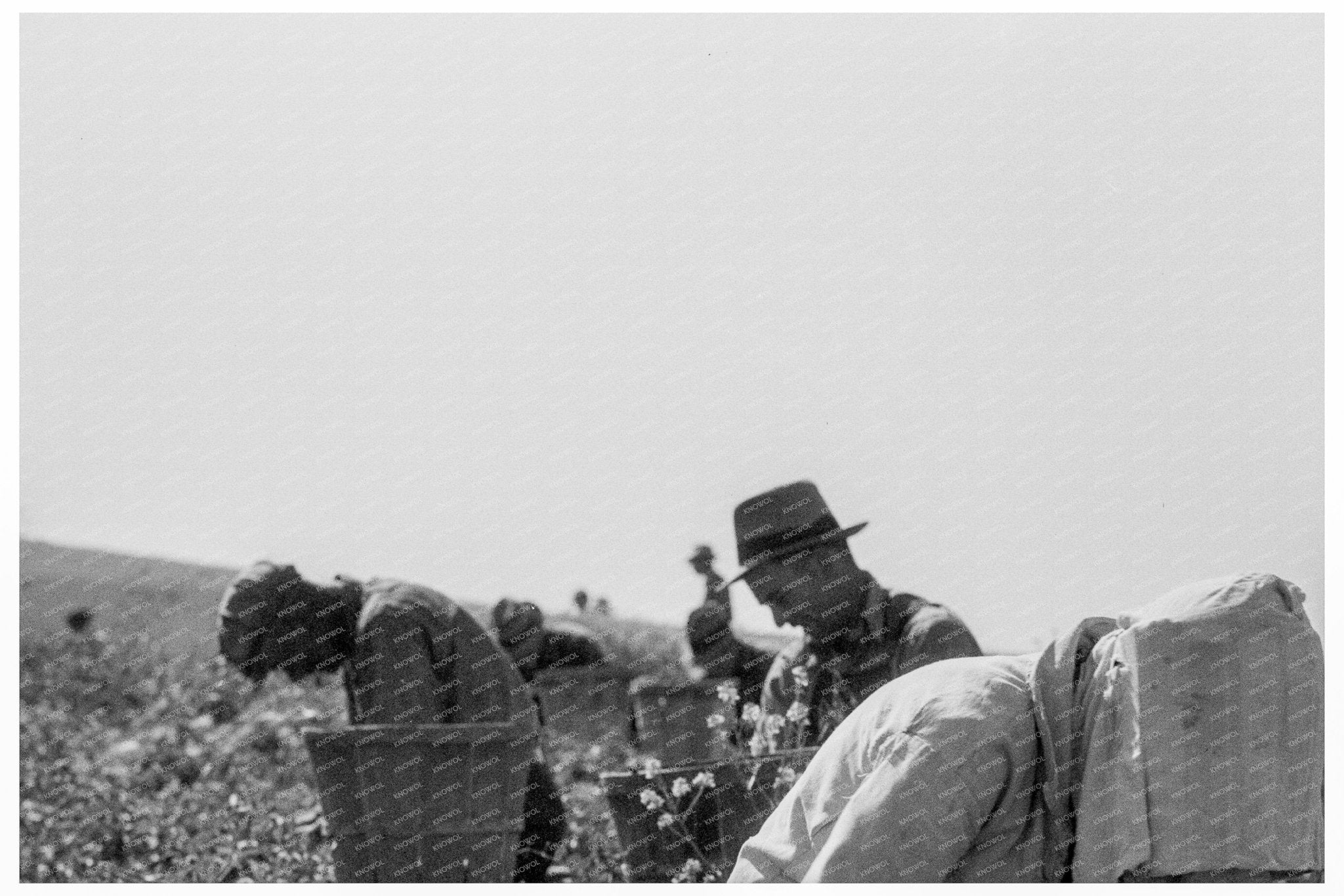 Migratory Workers Harvesting Peas Nipomo California 1937 - Available at KNOWOL