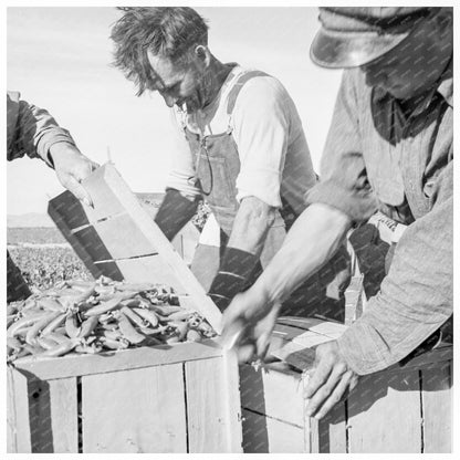 Migratory Workers Packing Peas in California 1939 - Available at KNOWOL