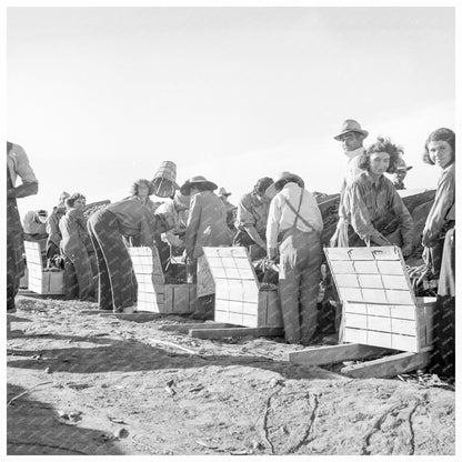 Migratory Workers Packing Peas in Calipatria 1939 - Available at KNOWOL