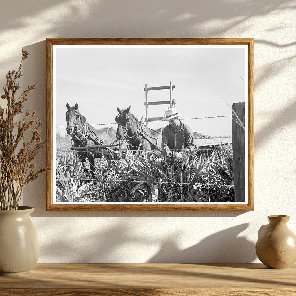 Milo Maize Harvesting in Tulare County 1938 - Available at KNOWOL