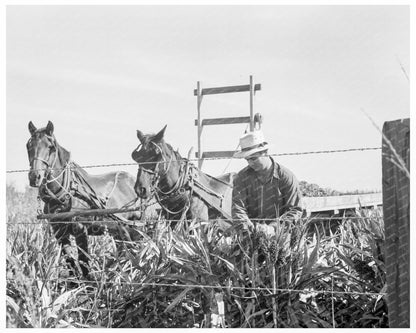 Milo Maize Harvesting in Tulare County 1938 - Available at KNOWOL