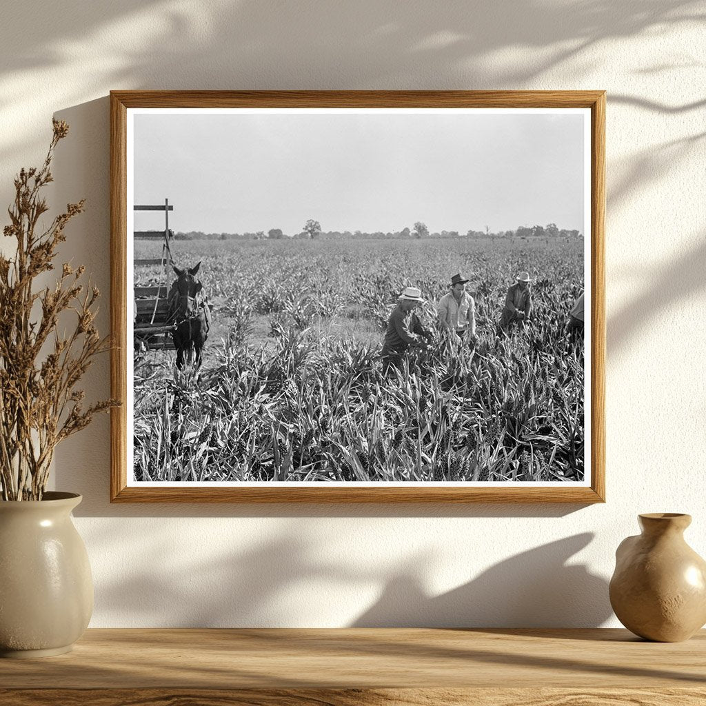 Milo Maize Harvesting Tulare County California 1938 - Available at KNOWOL