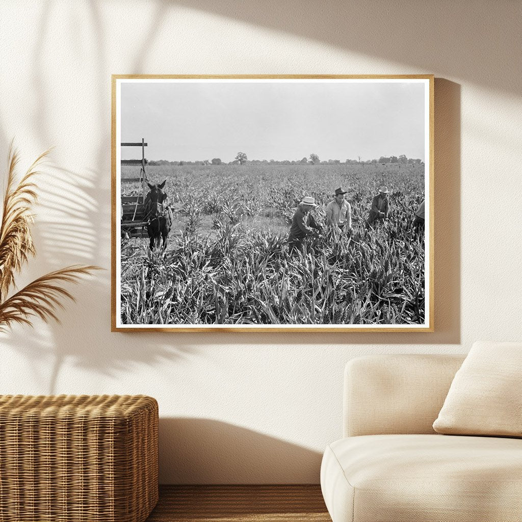 Milo Maize Harvesting Tulare County California 1938 - Available at KNOWOL