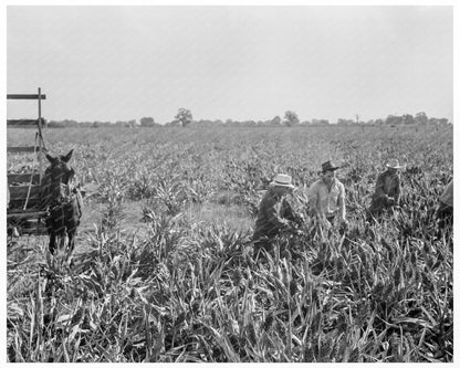 Milo Maize Harvesting Tulare County California 1938 - Available at KNOWOL