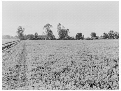 Mineral King Ranch Barns and Alfalfa Field 1938 - Available at KNOWOL