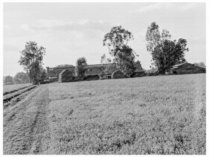 Mineral King Ranch Barns in Alfalfa Field California 1938 - Available at KNOWOL