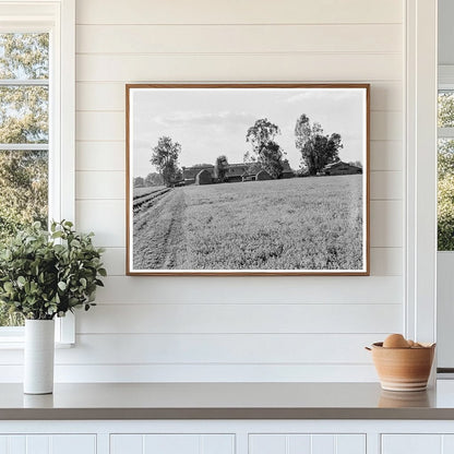 Mineral King Ranch Barns in Alfalfa Field California 1938 - Available at KNOWOL