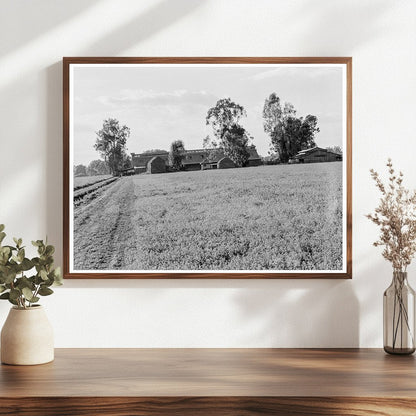 Mineral King Ranch Barns in Alfalfa Field California 1938 - Available at KNOWOL