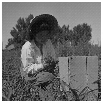 Mobile Camp for Japanese - American Farm Workers 1942 - Available at KNOWOL