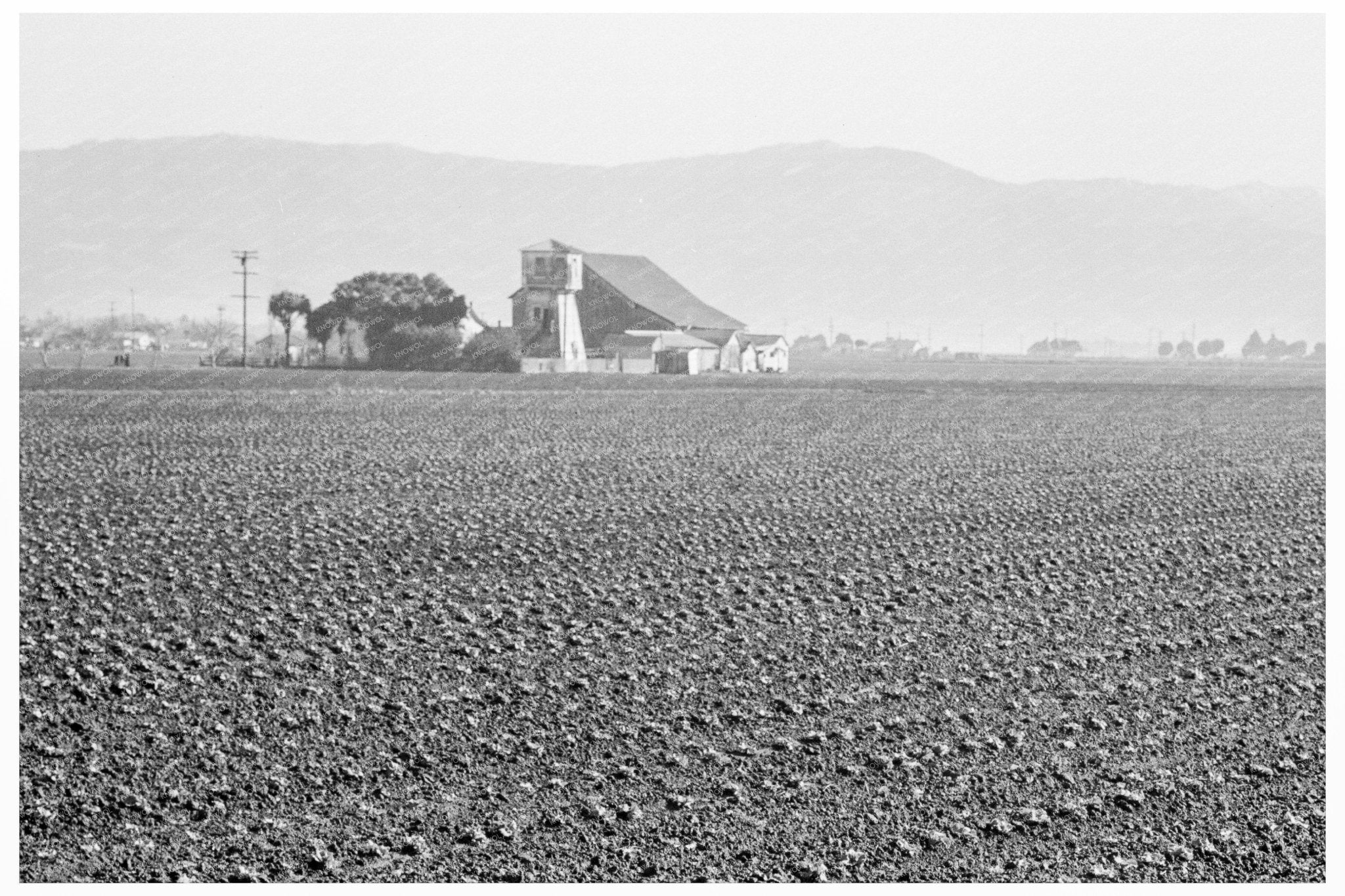 Monterey County Agriculture 1939 Lettuce Production Image - Available at KNOWOL