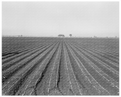 Monterey County Agriculture February 1939 Image - Available at KNOWOL