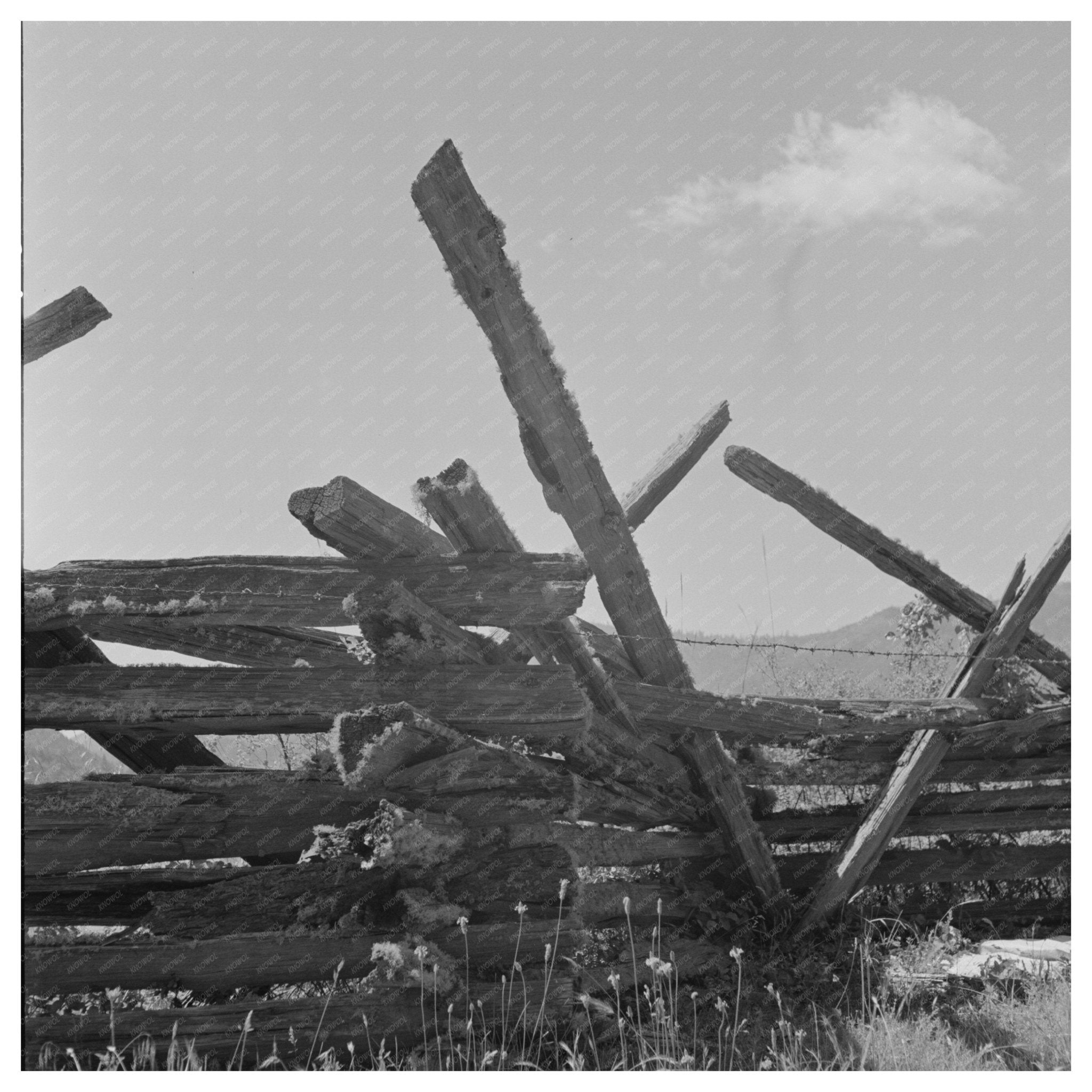 Moss - Covered Rail Fence in Jackson County Oregon 1942 - Available at KNOWOL