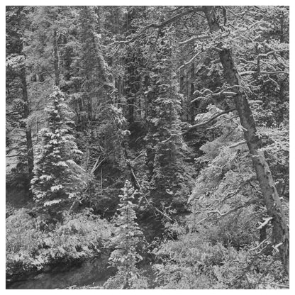 Mountain Stream in Meagher County Montana September 1942 - Available at KNOWOL