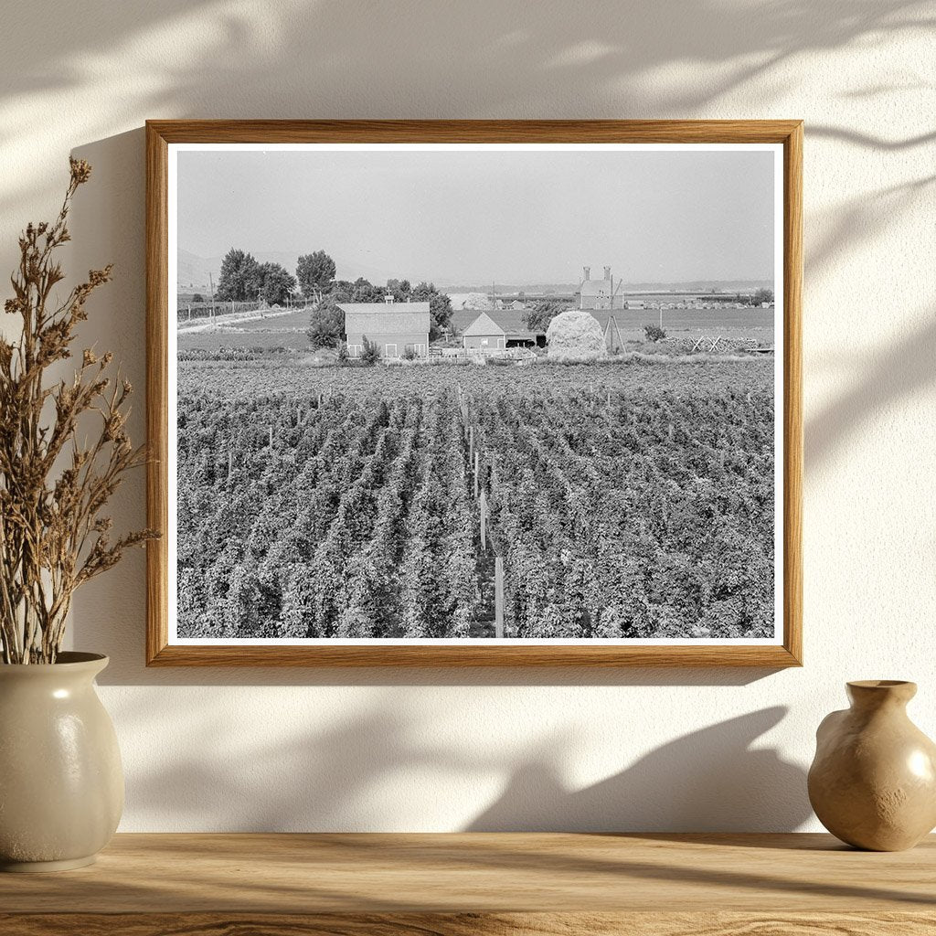 Moxee Valley Hop Yard Vintage Photo August 1939 - Available at KNOWOL