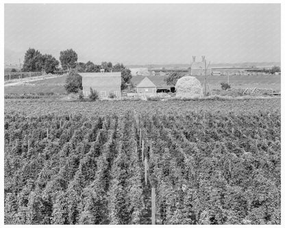 Moxee Valley Hop Yard Vintage Photo August 1939 - Available at KNOWOL