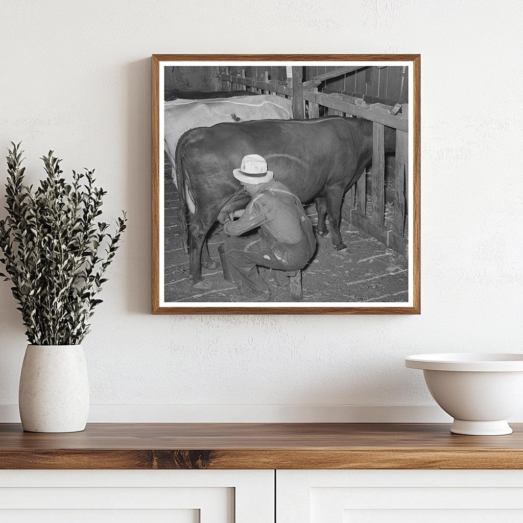 Mr. Bosley Milking Cows Baca County Colorado 1939 - Available at KNOWOL