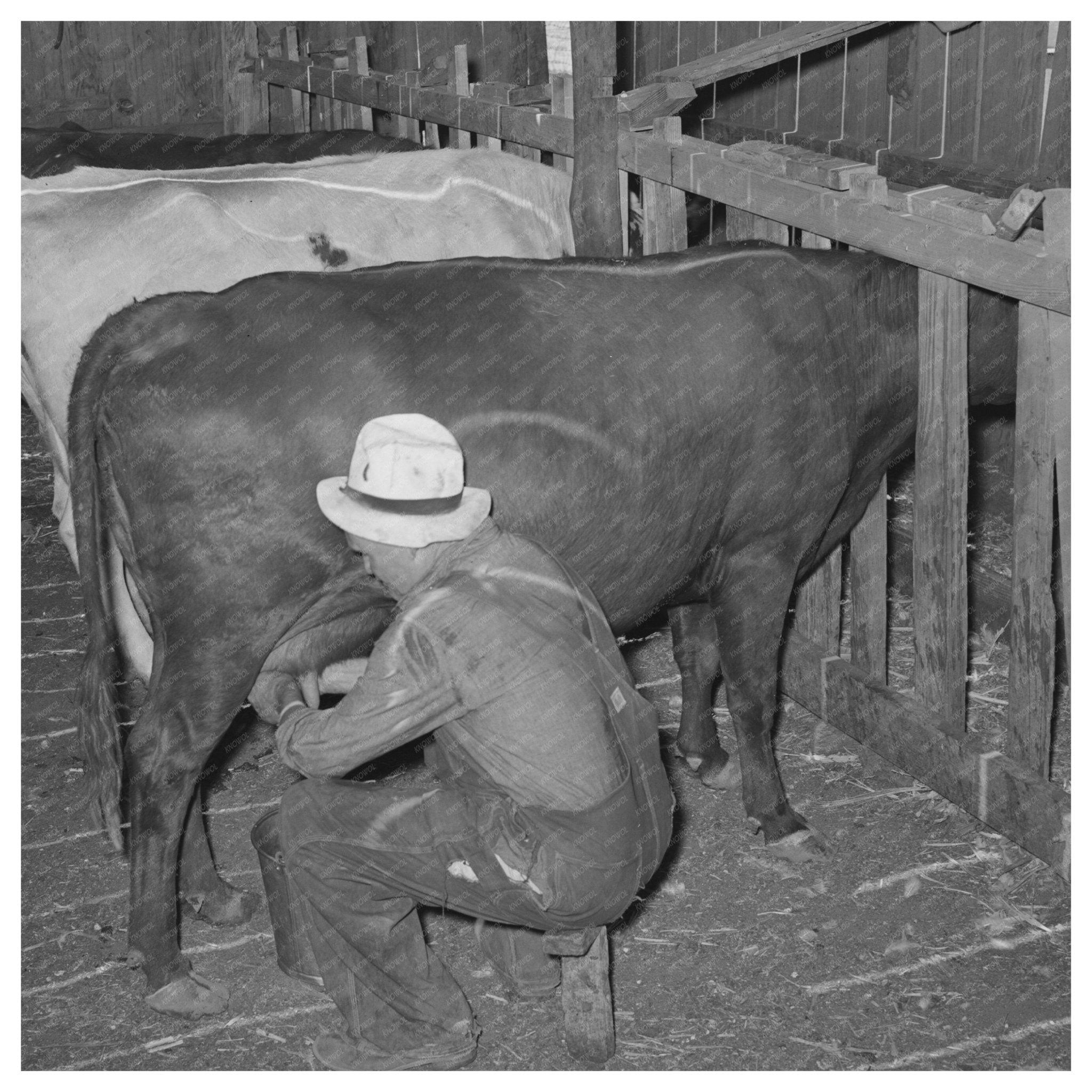 Mr. Bosley Milking Cows Baca County Colorado 1939 - Available at KNOWOL