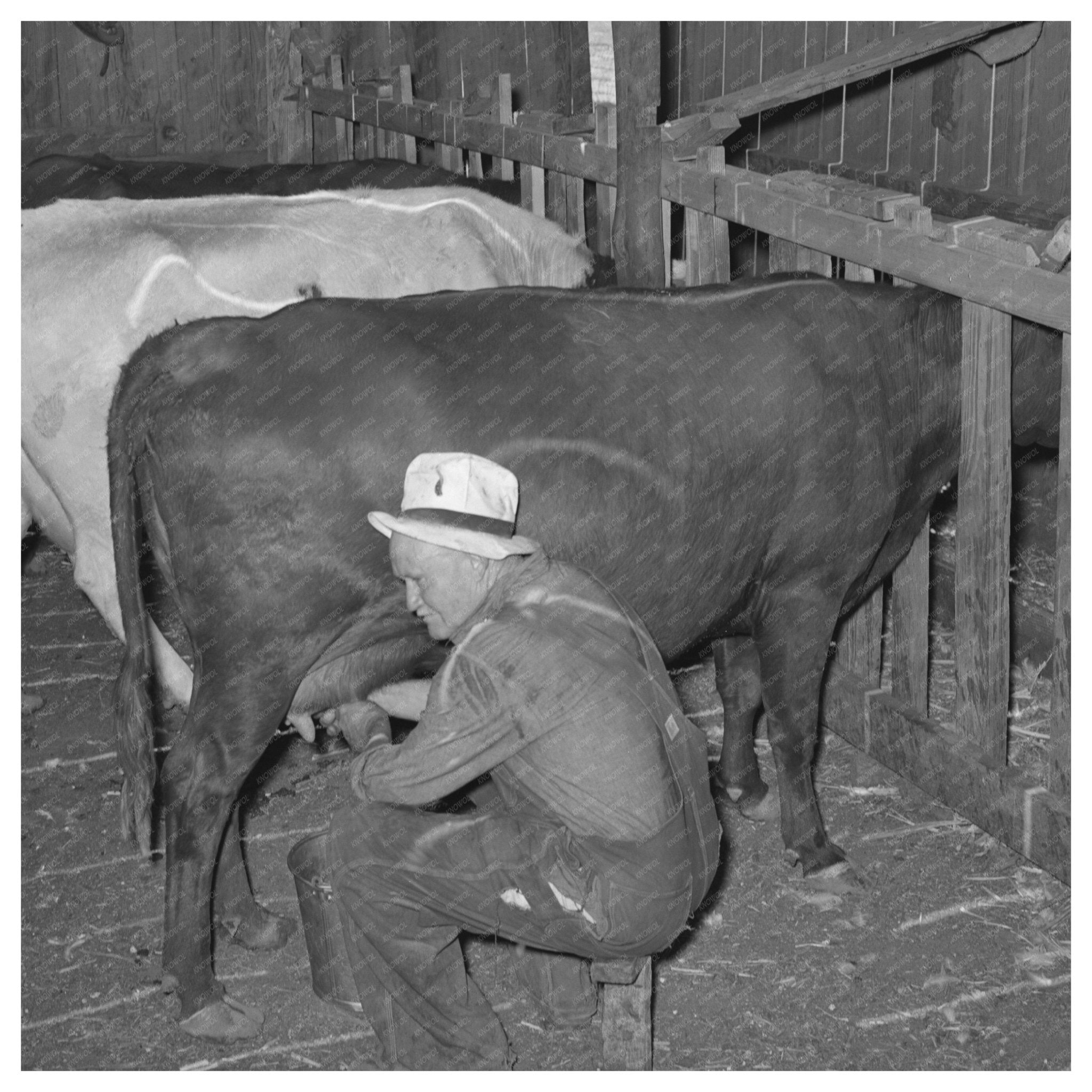 Mr. Bosley Milking Dual - Purpose Cows Baca County 1939 - Available at KNOWOL