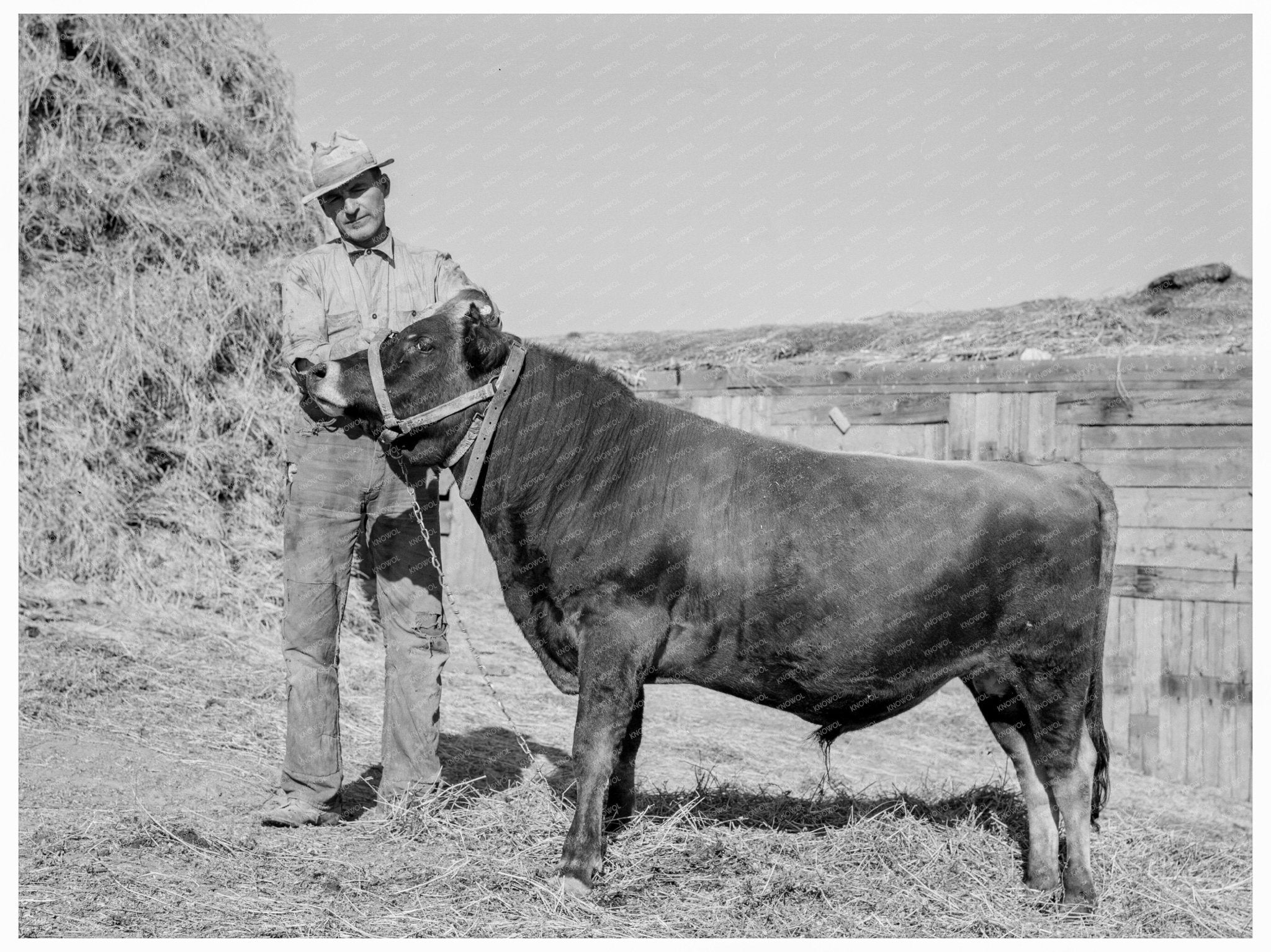 Mr. Botner and Co - Owned Bull in Nyssa Heights Oregon 1939 - Available at KNOWOL