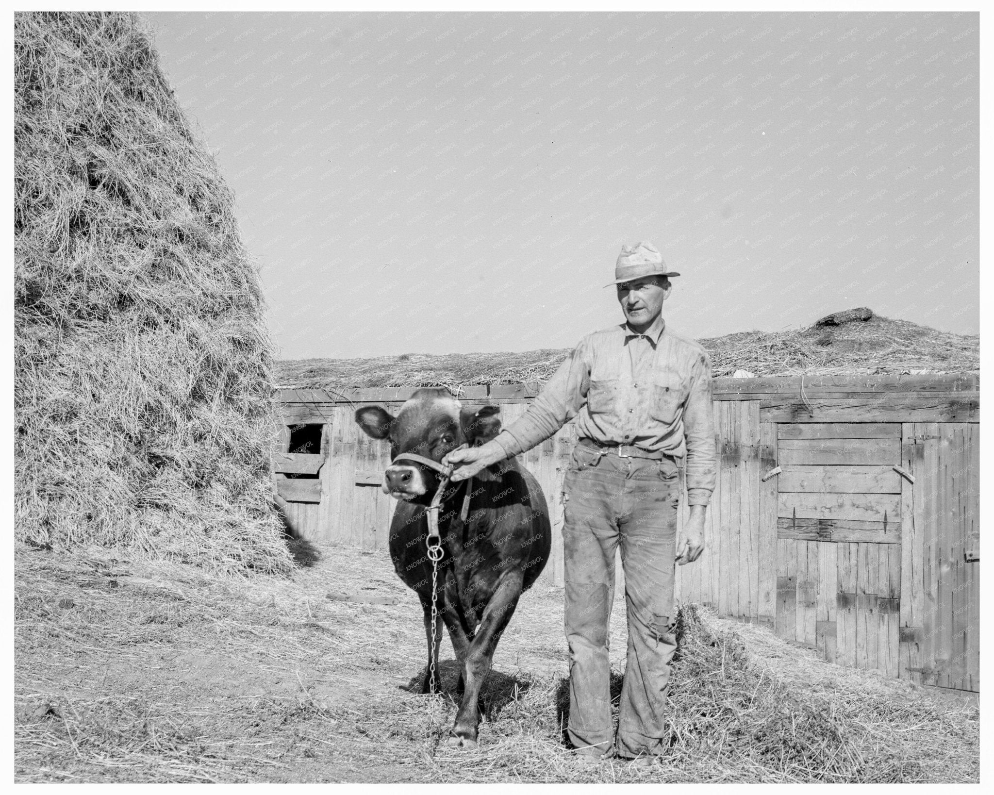 Mr. Botner with Bull in Oregon 1939 FSA Photo - Available at KNOWOL