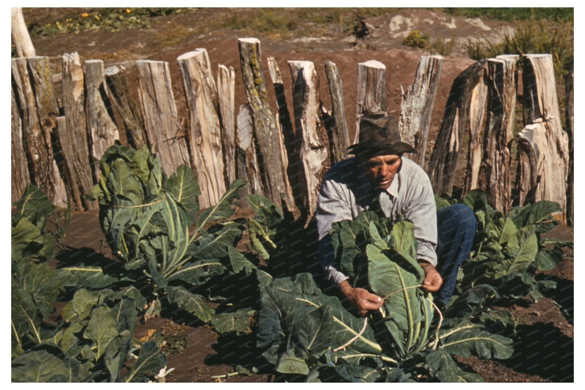 Mr. Leatherman Tying Cauliflower in Pie Town 1940 - Available at KNOWOL