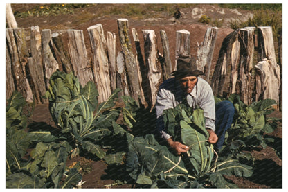 Mr. Leatherman Tying Cauliflower in Pie Town 1940 - Available at KNOWOL