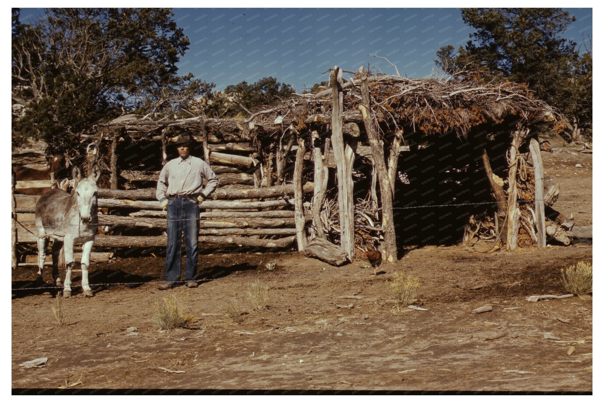 Mr. Leatherman with Burros in Pie Town New Mexico 1940 - Available at KNOWOL