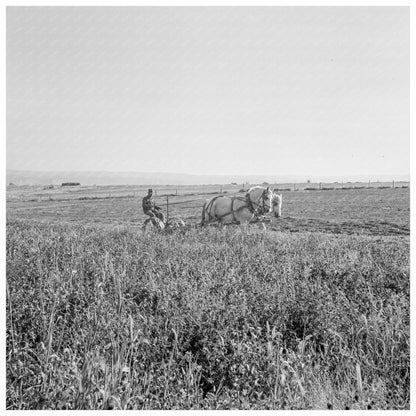 Mr. Roberts Harvesting Red Clover Malheur County Oregon 1939 - Available at KNOWOL