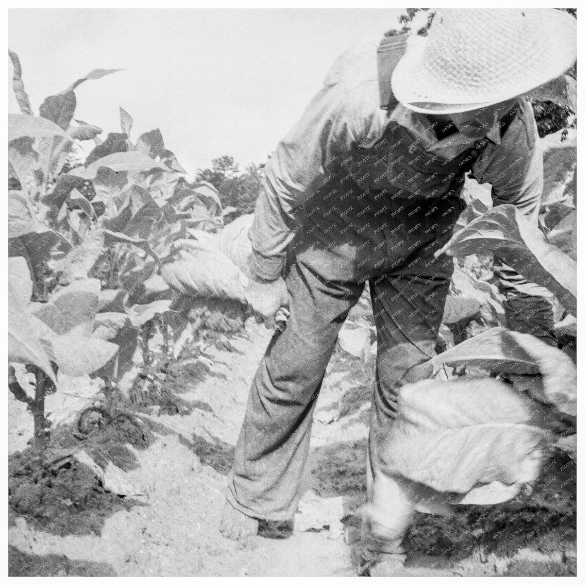 Mr. Taylor in Tobacco Field Granville County 1939 - Available at KNOWOL