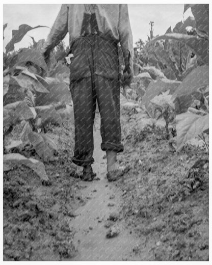 Mr. Taylor Priming Tobacco Field Granville County North Carolina July 1939 - Available at KNOWOL