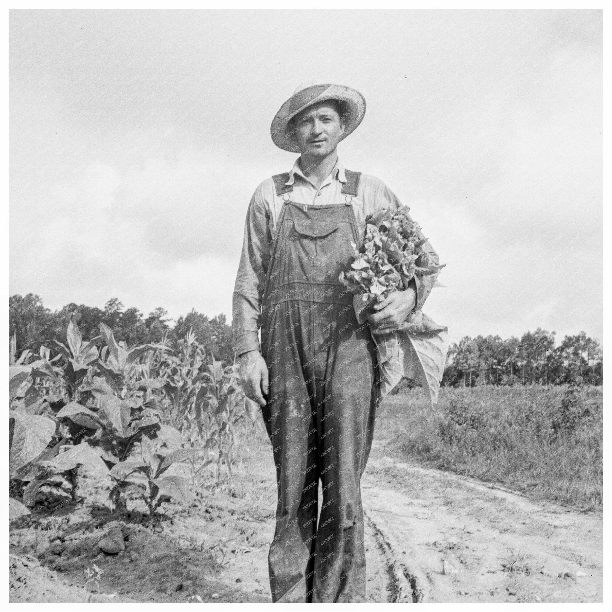 Mr. Taylor Sharecropper in Tobacco Field July 1939 - Available at KNOWOL