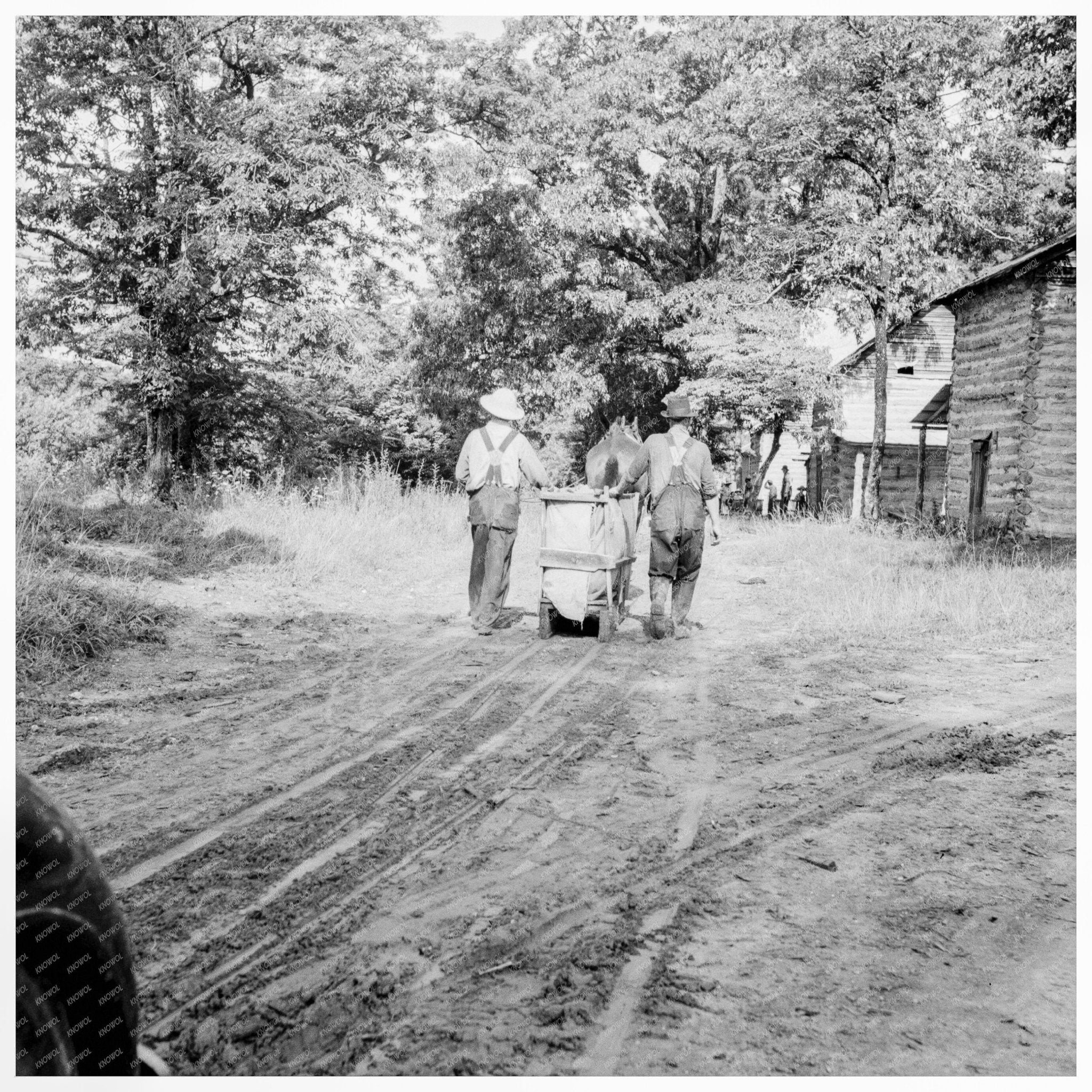 Mr. Taylor Transporting Tobacco in Granville County 1939 - Available at KNOWOL