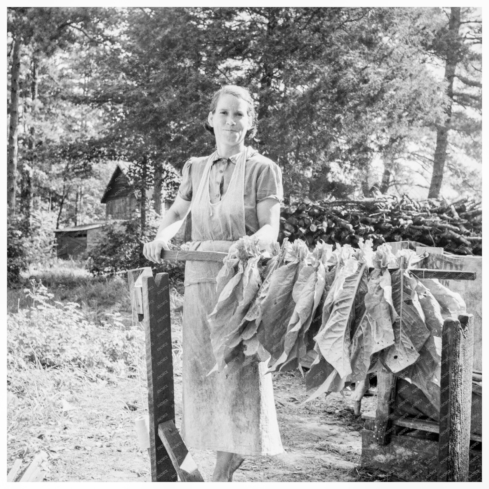 Mrs. Oakley Stringing Tobacco Granville County NC July 1939 - Available at KNOWOL