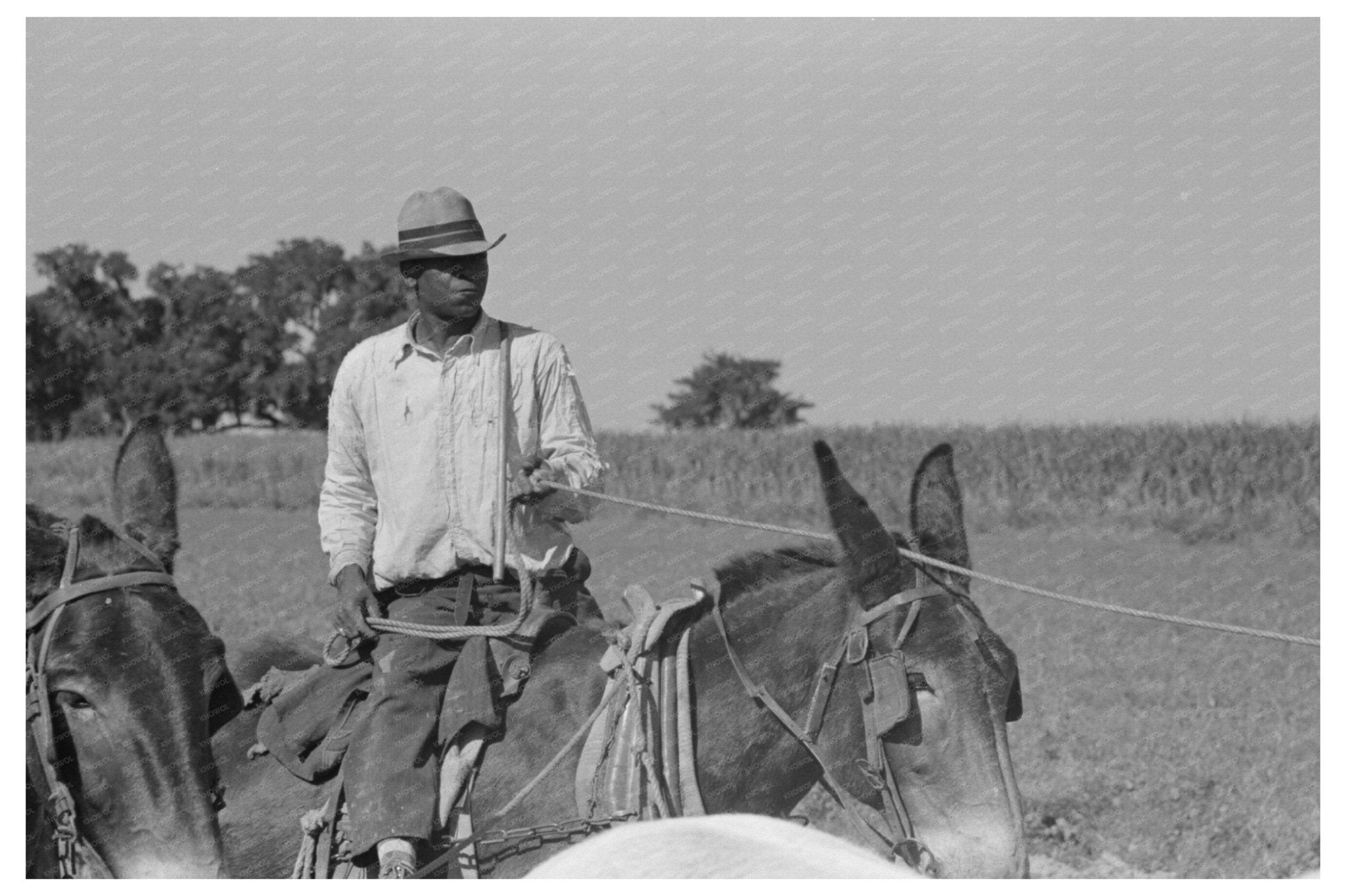 Mule Driver on Sugarcane Plantation Louisiana 1938 - Available at KNOWOL