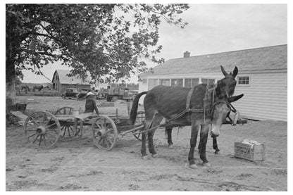 Mules and Wagon at Cooperative Store Southeast Missouri 1938 - Available at KNOWOL