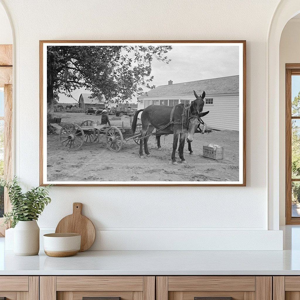 Mules and Wagon at Cooperative Store Southeast Missouri 1938 - Available at KNOWOL